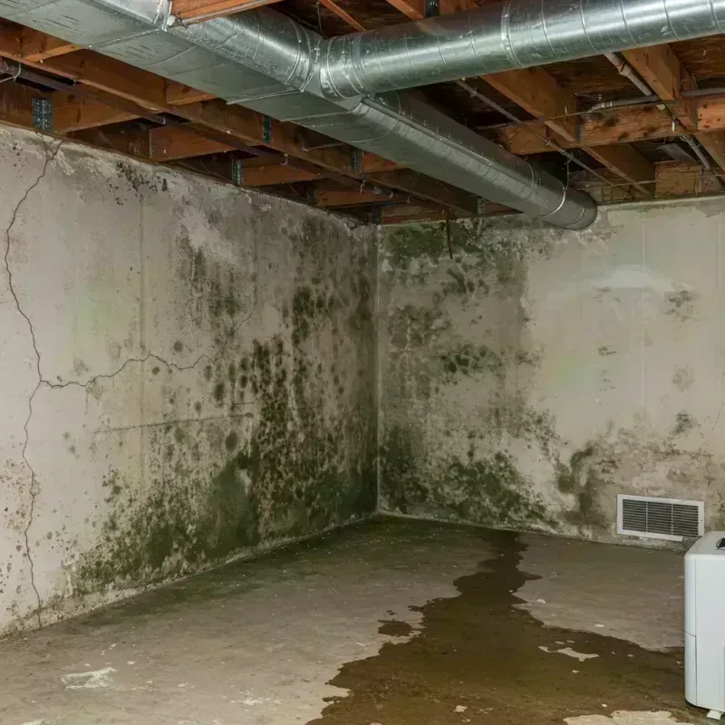 Professional Mold Removal in Gassville, AR